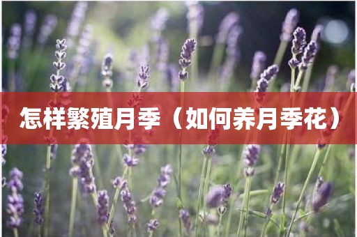怎样繁殖月季（如何养月季花）