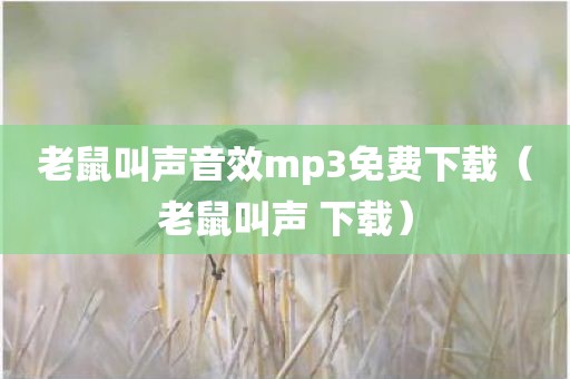 老鼠叫声音效mp3免费下载（老鼠叫声 下载）