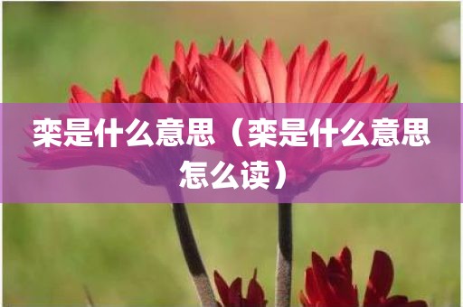 栾是什么意思（栾是什么意思怎么读）