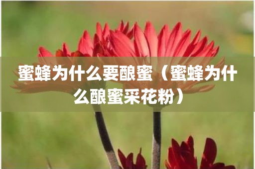 蜜蜂为什么要酿蜜（蜜蜂为什么酿蜜采花粉）