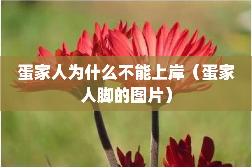 蛋家人为什么不能上岸（蛋家人脚的图片）