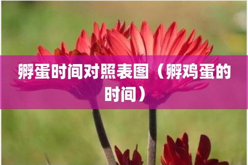 孵蛋时间对照表图（孵鸡蛋的时间）