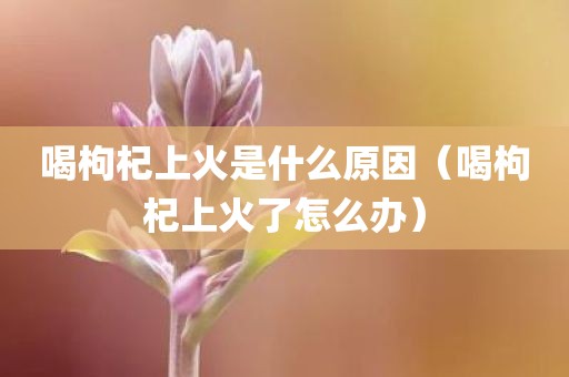 喝枸杞上火是什么原因(喝枸杞上火了怎么办)