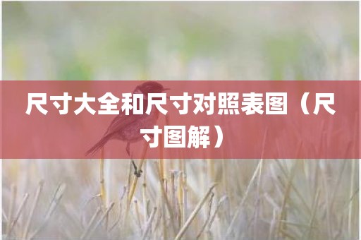 尺寸大全和尺寸对照表图（尺寸图解）