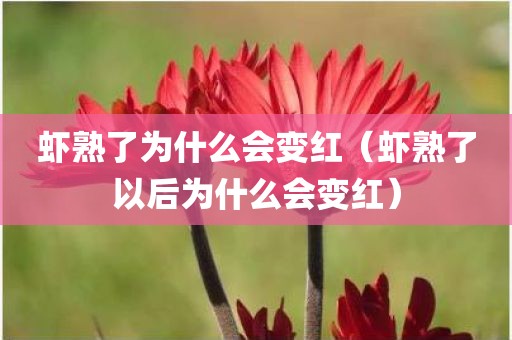 虾熟了为什么会变红（虾熟了以后为什么会变红）