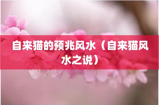 自来猫的预兆风水（自来猫风水之说）