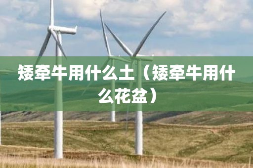矮牵牛用什么土（矮牵牛用什么花盆）