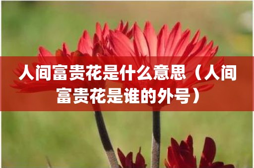 人间富贵花是什么意思（人间富贵花是谁的外号）