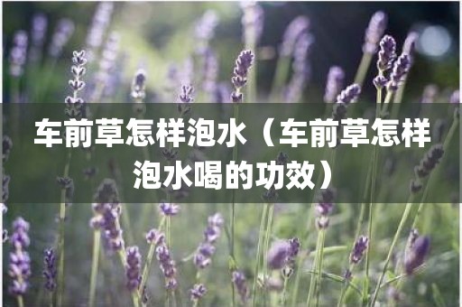 车前草怎样泡水（车前草怎样泡水喝的功效）