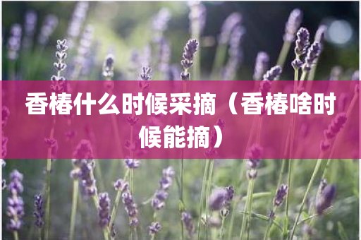 香椿什么时候采摘（香椿啥时候能摘）