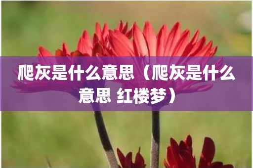爬灰是什么意思（爬灰是什么意思 红楼梦）
