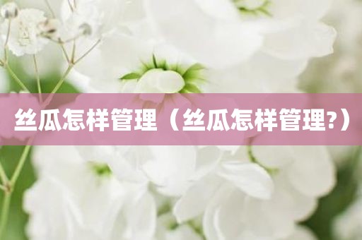 丝瓜怎样管理（丝瓜怎样管理?）