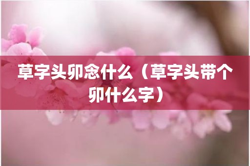 草字头卯念什么（草字头带个卯什么字）