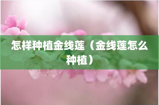 怎样种植金线莲（金线莲怎么种植）