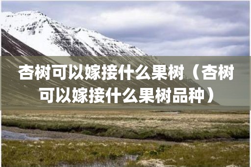 杏树可以嫁接什么果树（杏树可以嫁接什么果树品种）