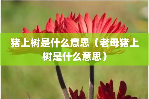 猪上树是什么意思（老母猪上树是什么意思）
