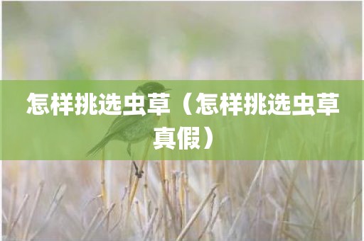 怎样挑选虫草（怎样挑选虫草真假）