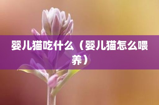 婴儿猫吃什么（婴儿猫怎么喂养）
