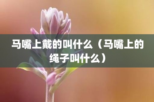 马嘴上戴的叫什么（马嘴上的绳子叫什么）