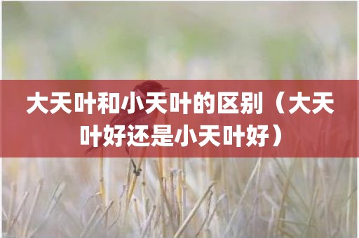 大天叶和小天叶的区别(大天叶好还是小天叶好)