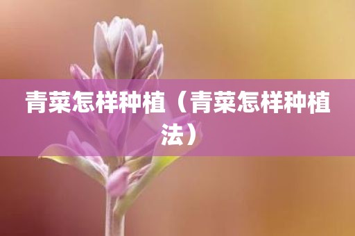 青菜怎样种植（青菜怎样种植法）