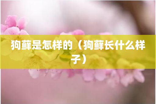 狗藓是怎样的（狗藓长什么样子）