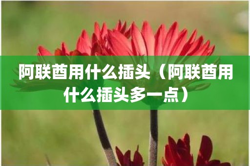 阿联酋用什么插头（阿联酋用什么插头多一点）