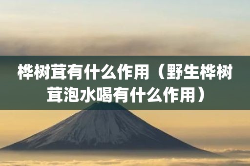 桦树茸有什么作用（野生桦树茸泡水喝有什么作用）