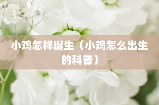 小鸡怎样诞生（小鸡怎么出生的科普）