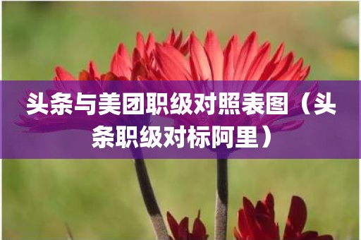 头条与美团职级对照表图（头条职级对标阿里）