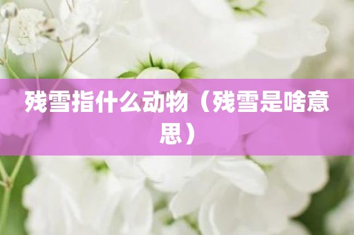 残雪指什么动物（残雪是啥意思）