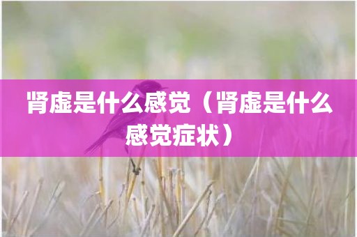 肾虚是什么感觉（肾虚是什么感觉症状）