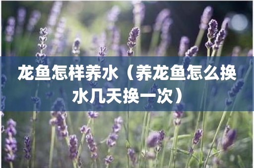 龙鱼怎样养水（养龙鱼怎么换水几天换一次）