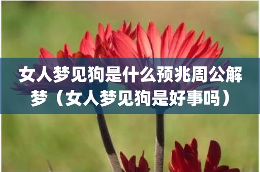 女人梦见狗是什么预兆周公解梦（女人梦见狗是好事吗）