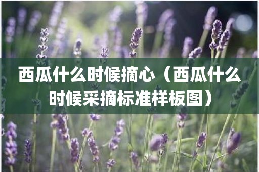 西瓜什么时候摘心（西瓜什么时候采摘标准样板图）