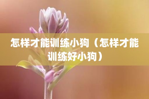 怎样才能训练小狗（怎样才能训练好小狗）