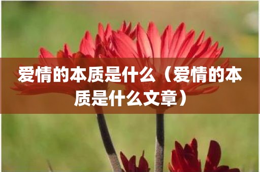 爱情的本质是什么（爱情的本质是什么文章）
