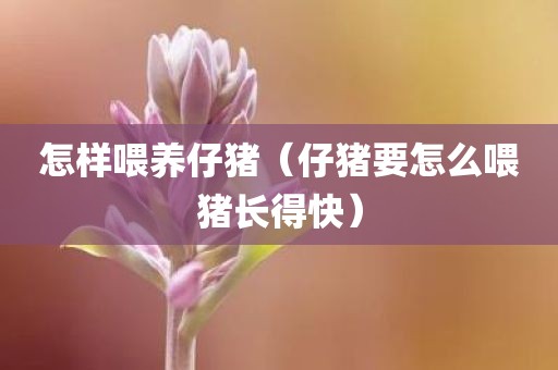 怎样喂养仔猪（仔猪要怎么喂猪长得快）