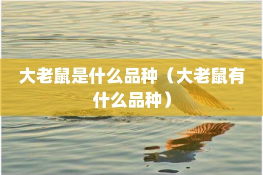 大老鼠是什么品种（大老鼠有什么品种）