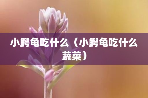 小鳄龟吃什么（小鳄龟吃什么蔬菜）