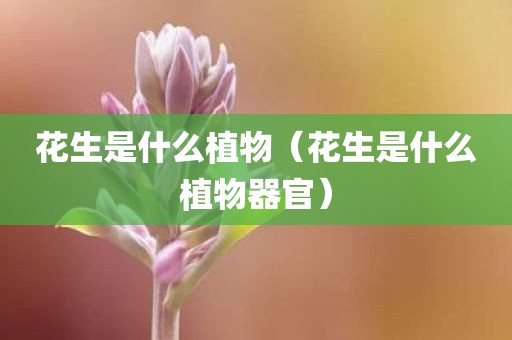 花生是什么植物（花生是什么植物器官）