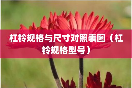 杠铃规格与尺寸对照表图（杠铃规格型号）