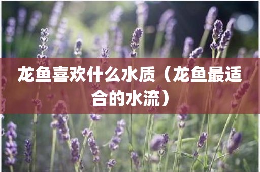 龙鱼喜欢什么水质（龙鱼最适合的水流）