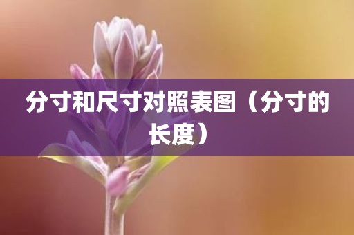 分寸和尺寸对照表图（分寸的长度）