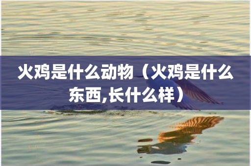 火鸡是什么动物（火鸡是什么东西,长什么样）