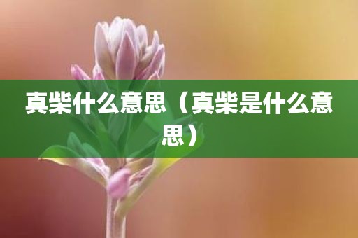 真柴什么意思（真柴是什么意思）
