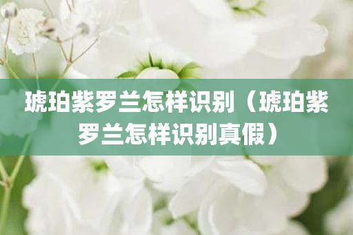 琥珀紫罗兰怎样识别(琥珀紫罗兰怎样识别真假) 琥珀紫罗兰怎样识别(琥珀紫罗兰怎样识别真假)