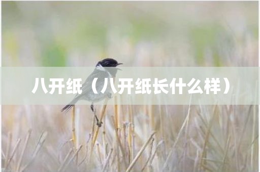 八开纸(八开纸长什么样)
