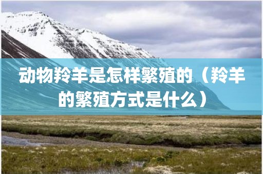 动物羚羊是怎样繁殖的（羚羊的繁殖方式是什么）