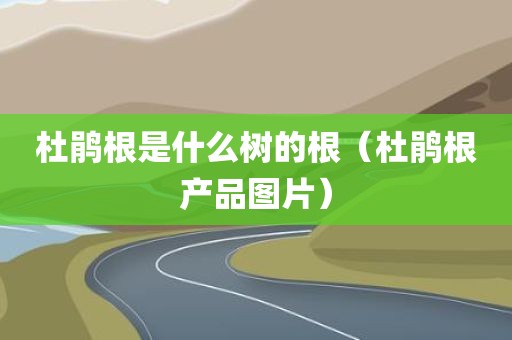 杜鹃根是什么树的根（杜鹃根产品图片）